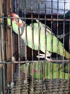 raw breeder pair
