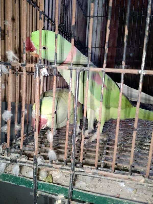 raw breeder pair 2