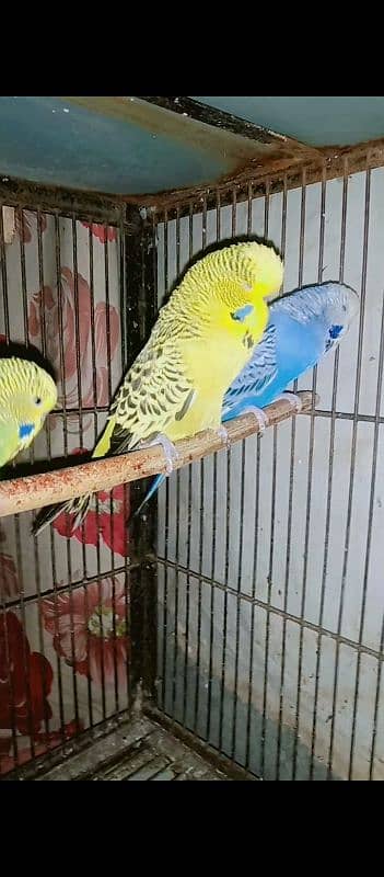 exhibition breeder pair 0