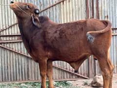 bachra wacha bull