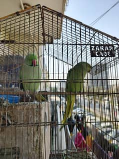 green ring neck breeding pair and baby