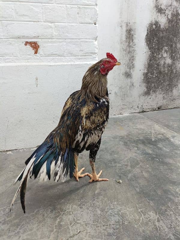 kala jawa 0