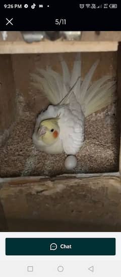 cocktail breeder pair