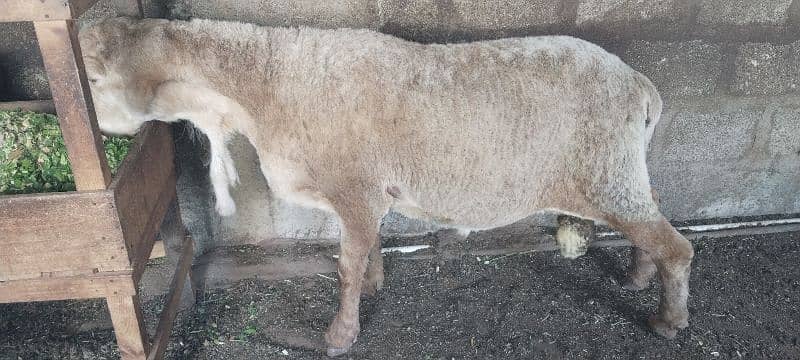 khare ka dumba 5
