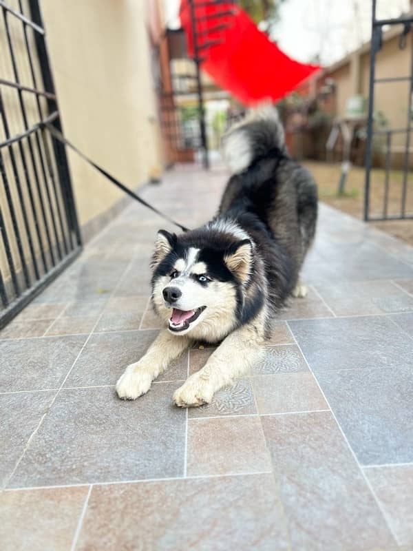 Siberian husky 0