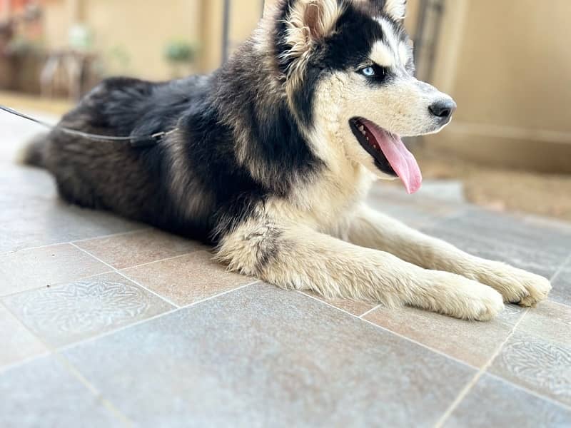 Siberian husky 2