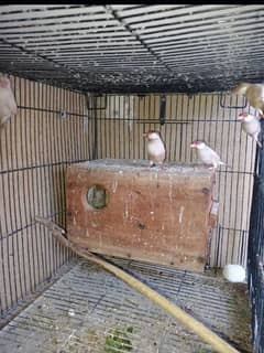 masallah healthy and active 6 pice fown jawa