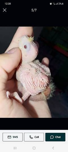 cocktail chiks for sale 4 chiks