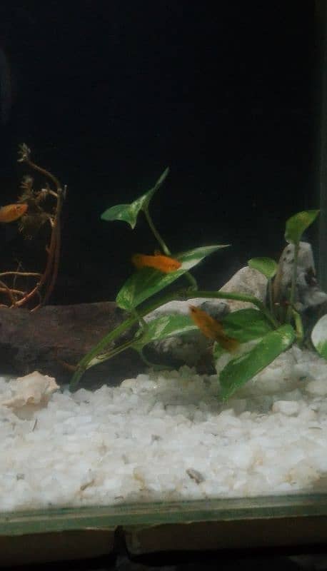 molly fish for sale 0