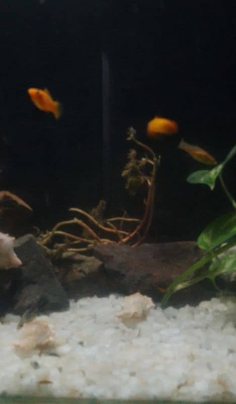 molly fish for sale 1