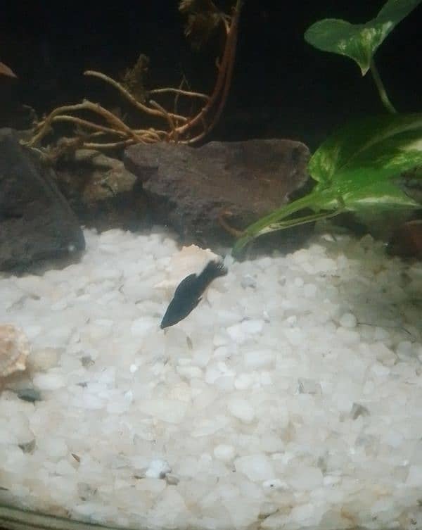 molly fish for sale 2
