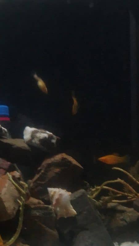 molly fish for sale 3