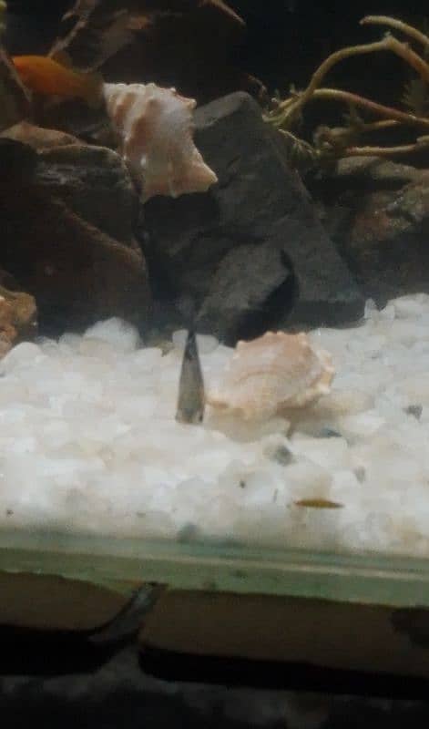 molly fish for sale 4