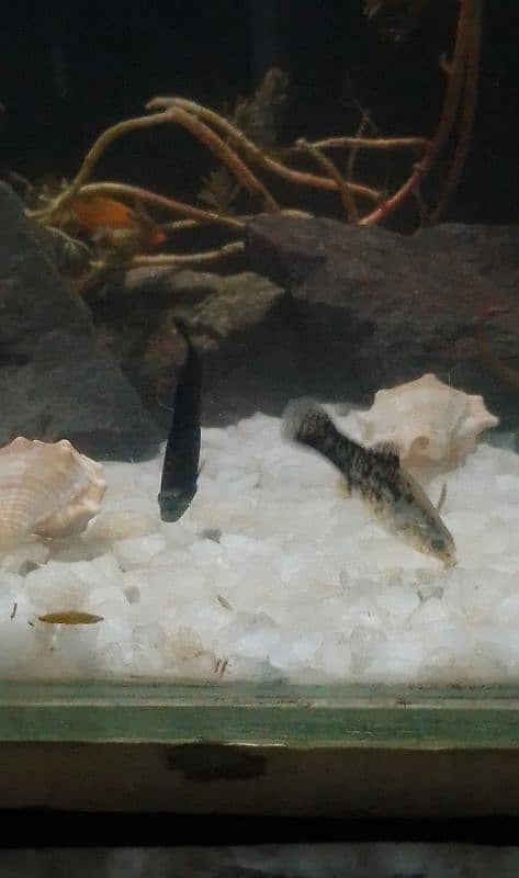 molly fish for sale 5