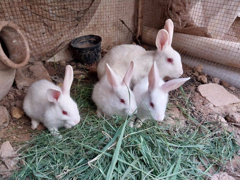 Rabbit Bunnies Breeder pair pure white breed 0