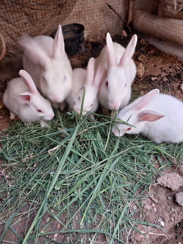 Rabbit Bunnies Breeder pair pure white breed 1