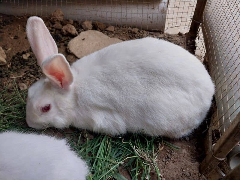 Rabbit Bunnies Breeder pair pure white breed 2