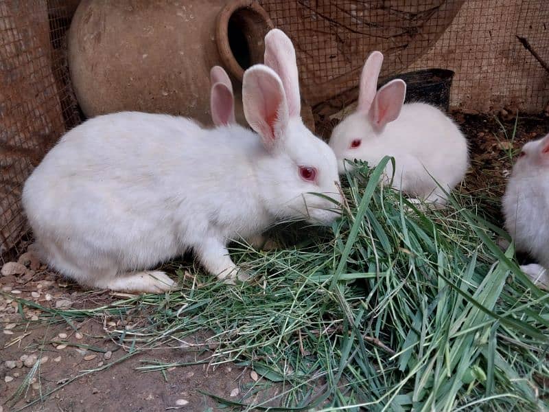 Rabbit Bunnies Breeder pair pure white breed 3