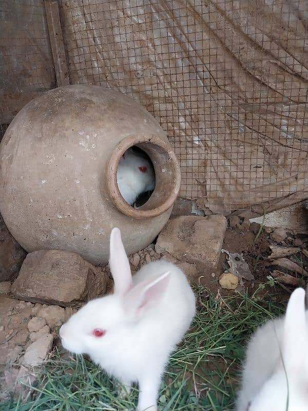 Rabbit Bunnies Breeder pair pure white breed 4