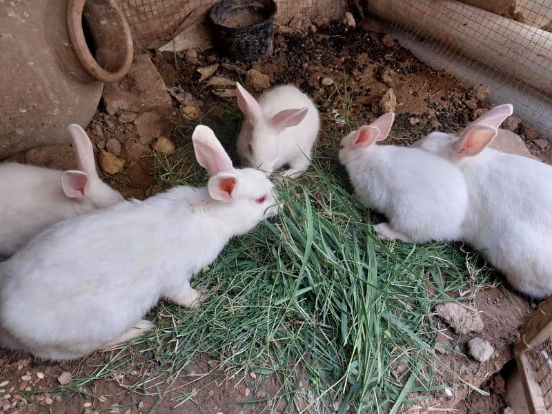 Rabbit Bunnies Breeder pair pure white breed 5
