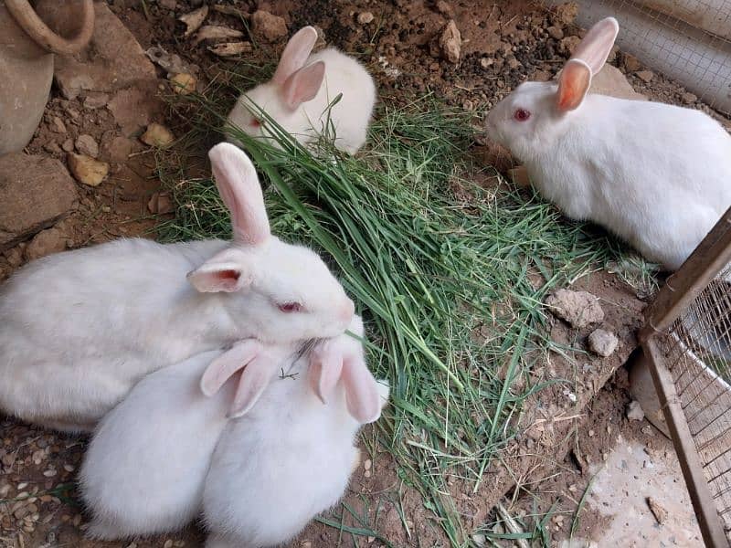 Rabbit Bunnies Breeder pair pure white breed 6