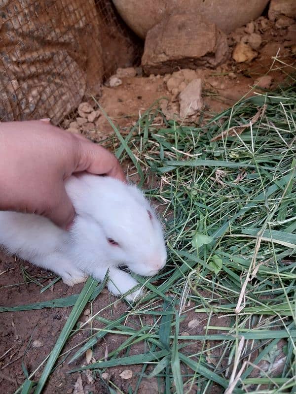 Rabbit Bunnies Breeder pair pure white breed 7