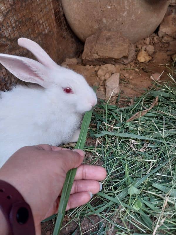 Rabbit Bunnies Breeder pair pure white breed 8