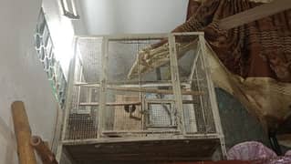 Bird