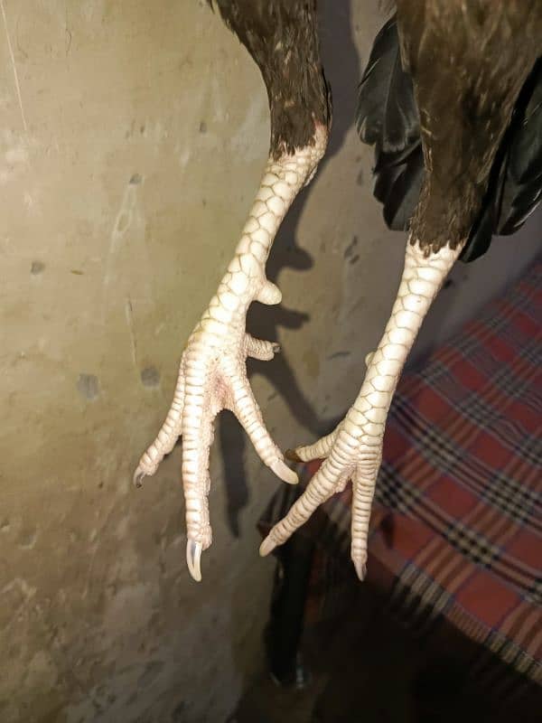 Indian cruss patha hai exchange possible03024106165 WhatsApp 3