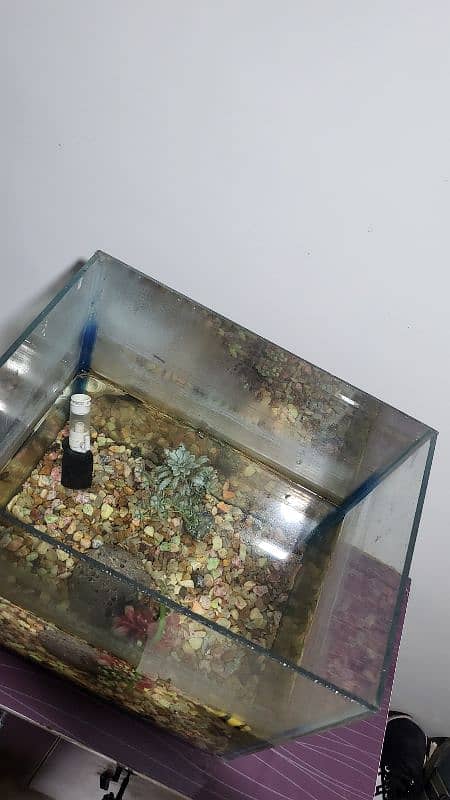 Fish Aquarium 5