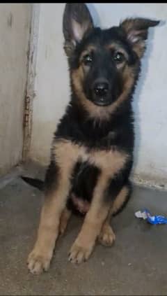 Garman puppy female available for sale argand long cot have bone hy