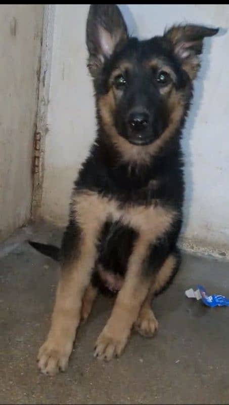 Garman puppy female available for sale argand long cot have bone hy 0