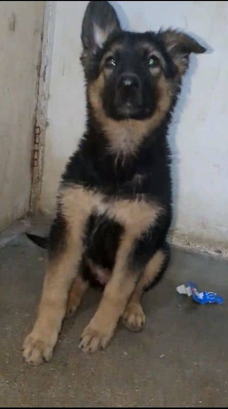 Garman puppy female available for sale argand long cot have bone hy 1