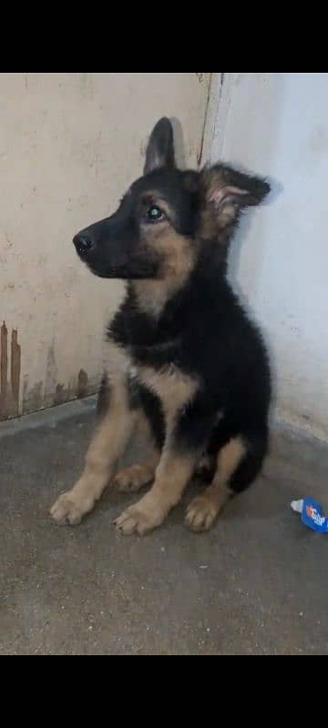 Garman puppy female available for sale argand long cot have bone hy 2