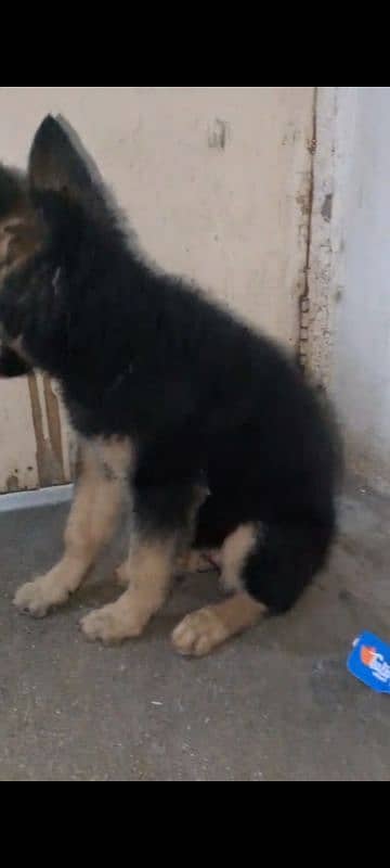 Garman puppy female available for sale argand long cot have bone hy 3