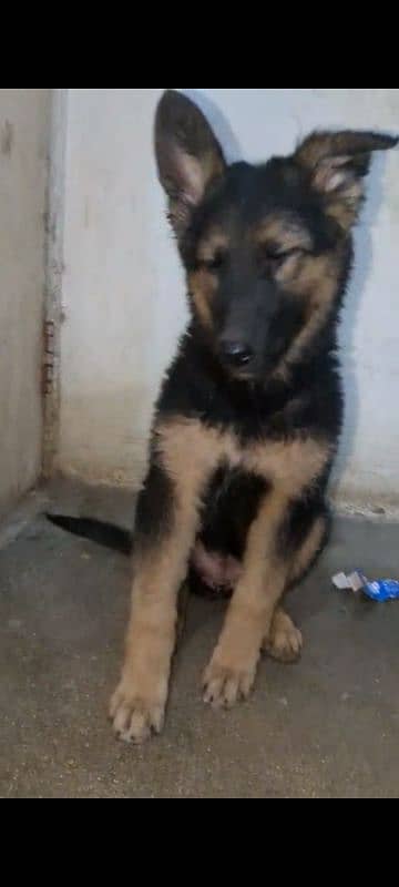 Garman puppy female available for sale argand long cot have bone hy 5