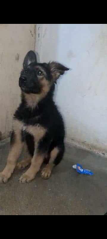 Garman puppy female available for sale argand long cot have bone hy 6