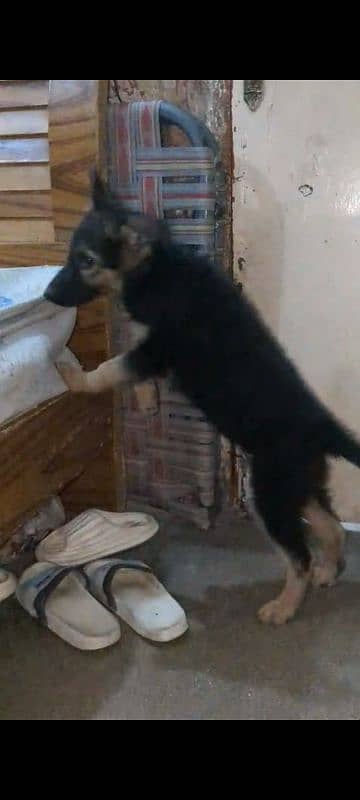 Garman puppy female available for sale argand long cot have bone hy 7