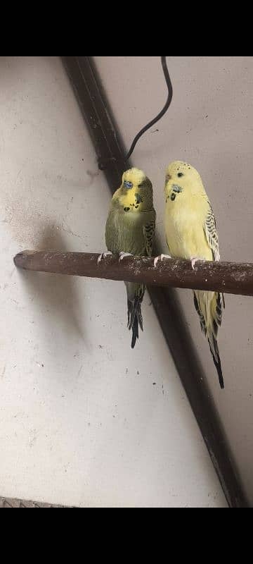 Exhibition Budgies 0