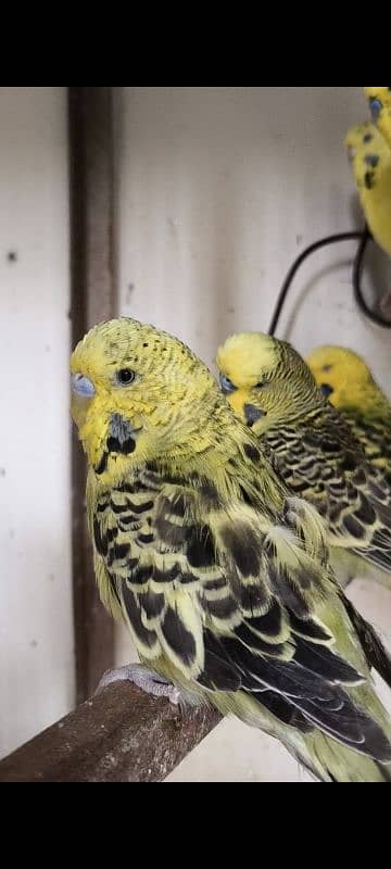 Exhibition Budgies 2