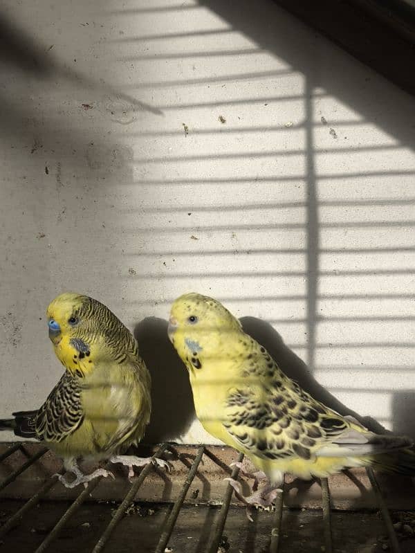 Exhibition Budgies 4