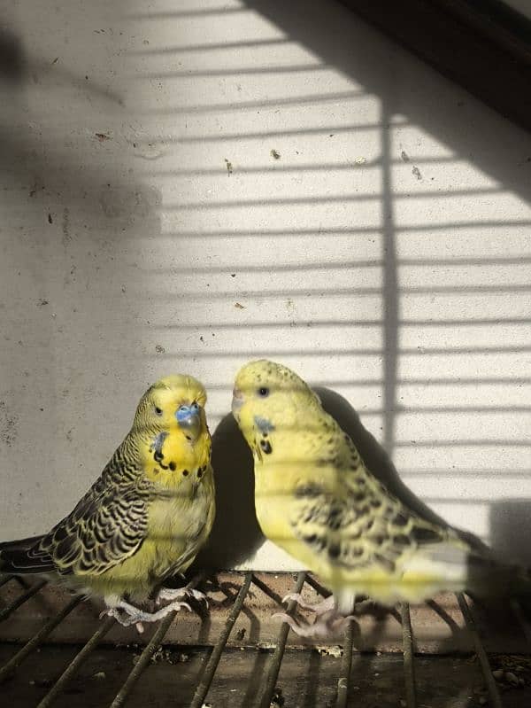 Exhibition Budgies 5