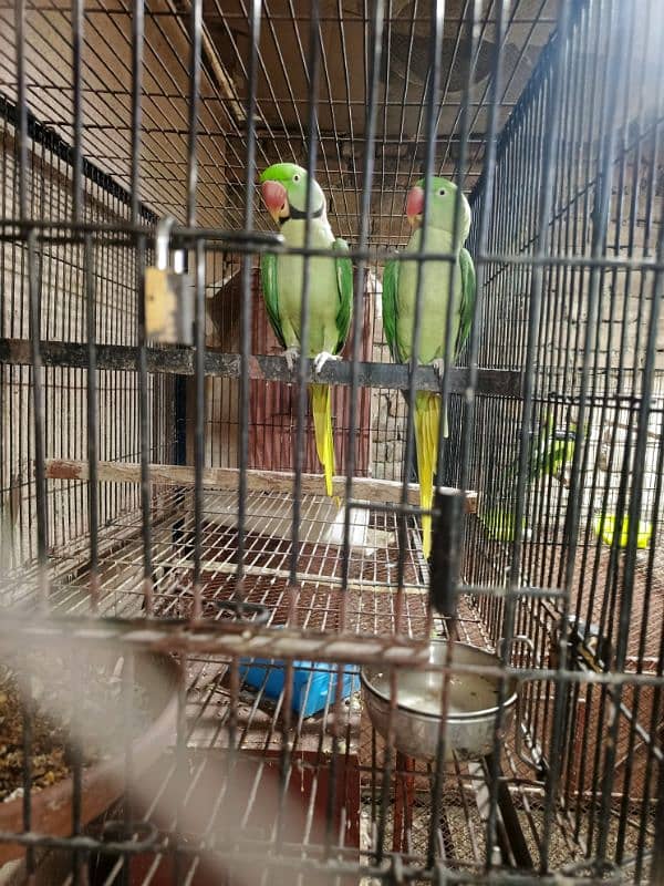 Kashmir raw parrots pair 0