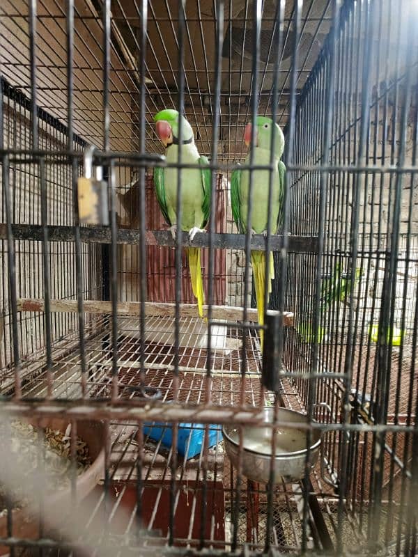 Kashmir raw parrots pair 1
