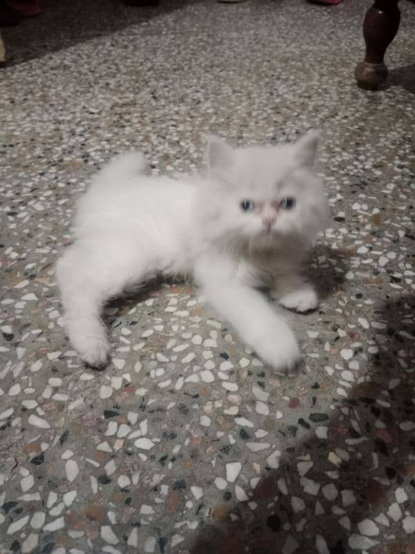 Persian tripple coat cat 0