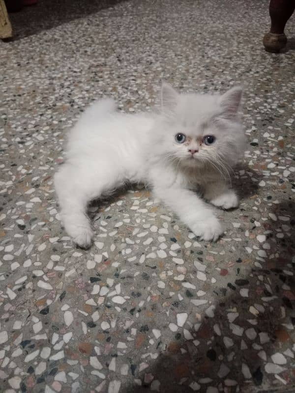 Persian tripple coat cat 1
