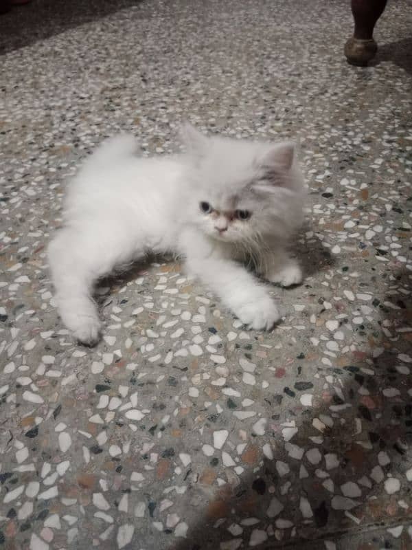 Persian tripple coat cat 2
