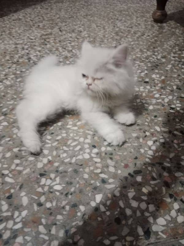Persian tripple coat cat 3