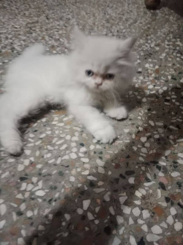 Persian tripple coat cat 4