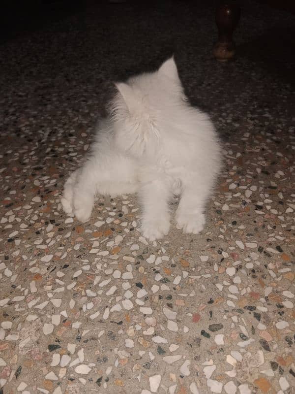 Persian tripple coat cat 5